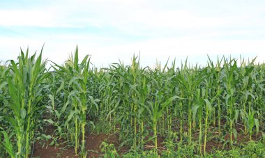 Gökyüzüne karşı bulutlu genç bir yeşil mısır tarlası.