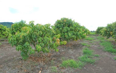 Tayland vadisinde yetişen mango tarlaları