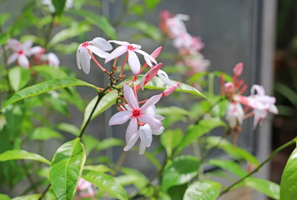 Fleur Fleurs Kopsia Fruticosa Kopsia Fruticosa Kerr — Photo