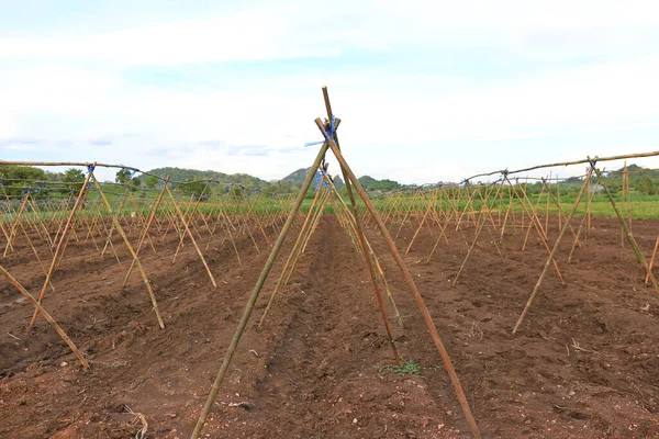 Vara Bambu Para Agricultura Verdura Hera Crescer Terras Agrícolas — Fotografia de Stock