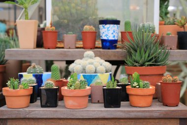 Seradaki kaktüs grubu büyüyor.