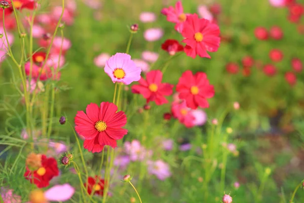 Vackra Kosmos Blomma Blommar Sommarträdgården Fält Naturen — Stockfoto