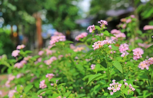 Цветущая Лантана Камара Мелкие Цветы Саду — стоковое фото