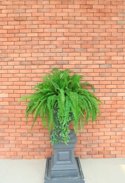 Декоративне Зелене Дерево Фоні Стіни Червоної Цегли — стокове фото