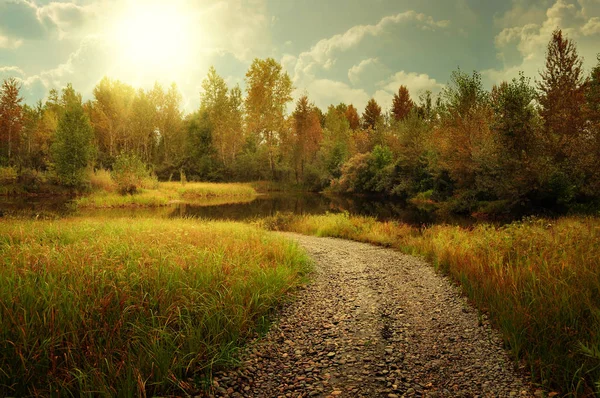 Herbstlandschaft Mit Schotterweg Und Wald — Stockfoto