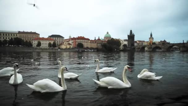 Praga, República Checa. Cisnes blancos nadando en el río Moldava. Famoso viejo puente de Carlos en el fondo — Vídeos de Stock