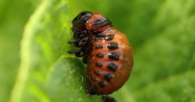 Leptinotarsa Larvası Patates Yaprağı Yemekte. Ciddi Patates Böceği. Colorado Patates Çizgili Böcek Larvası