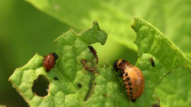 Leptinotarsa Decemlineata larvaları Patates Yaprağı Yiyin. Ciddi Patates Böceği. Colorado Patates Çizgili Böcek Larvası