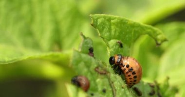 Leptinotarsa Decemlineata larvaları Patates Yaprağı Yiyin. Ciddi Patates Böceği. Colorado Patates Çizgili Böcek Larvası