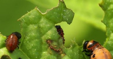 Leptinotarsa Decemlineata larvaları Patates Yaprağı Yiyin. Ciddi Patates Böceği. Colorado Patates Çizgili Böcek Larvası