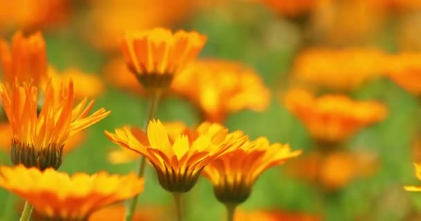 Πορτοκαλί λουλούδια της Καλέντουλας Officinalis. Φαρμακευτικό φυτό — Αρχείο Βίντεο