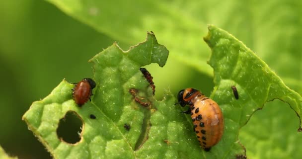 Larvas de Leptinotarsa Decemlineata Comer hojas de patata. Serious Pest Of Potato. Larva de Colorado Potato Striped Beetle — Vídeos de Stock