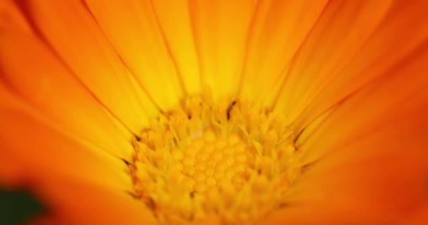 Flor Naranja de Caléndula Officinalis. Planta medicinal — Vídeos de Stock