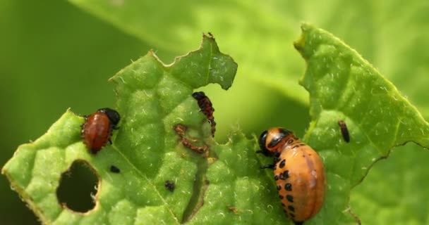 Οι προνύμφες του Leptinotarsa Decemlineata τρώνε φύλλα πατάτας. Σοβαρή μαστοριά πατάτας. Larva of Colorado Πατάτα ριγέ σκαθάρι — Αρχείο Βίντεο