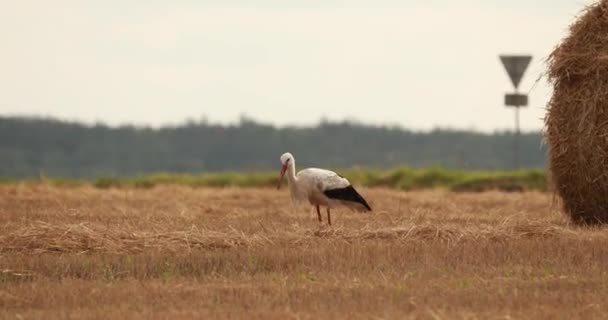 Cigogne blanche européenne adulte marchant dans un champ agricole en Biélorussie. Wild Field Bird In Sunny Summer Day. Balle de paille dans le champ de blé d'été — Video