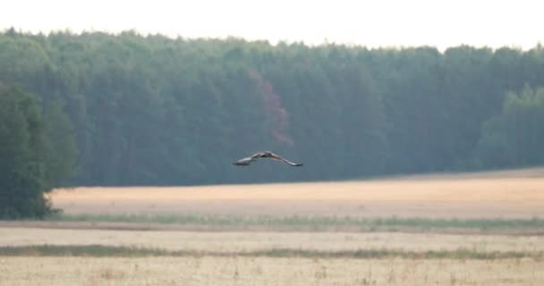 白俄罗斯Hen Harrier or Circus Cyaneus Wild Bird Flies over Field in Belarus.灰鬼. — 图库视频影像