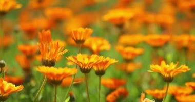 Calendula Memurlarının Turuncu Çiçekleri. Tıbbi Tesis