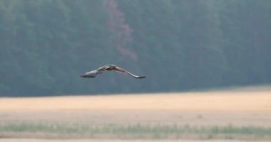 Hen Harrier ya da Circus Cyaneus Belarus 'ta Uçan Vahşi Kuş. Gri Hayalet.