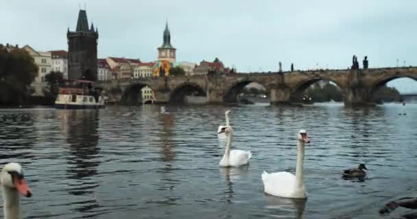 Прага, Чеська Республіка. Білі лебеді плавають на річці Влтава. Відомий старий міст Чарлза на задньому плані — стокове відео