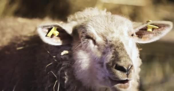 Cerca de ovejas blancas comiendo paja en el granero — Vídeos de Stock