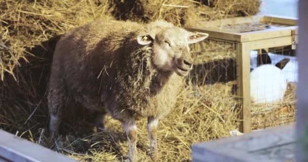 Fehér bárány szalmát eszik a pajtában — Stock videók