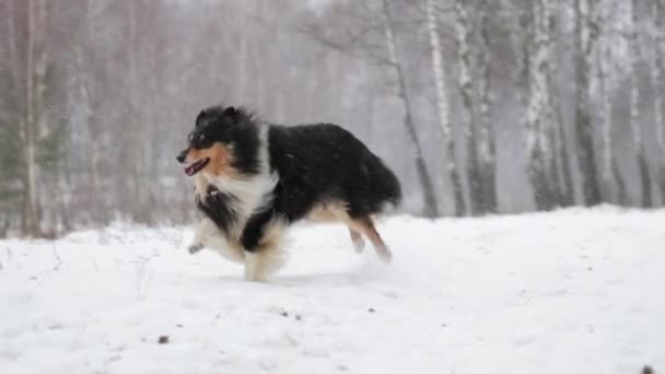 Lustiger junger Shetland-Schäferhund, Sheltie, Collie, der draußen im Schnee spielt, Wintersaison. Verspieltes Haustier im Freien. Zeitlupe, Slo-Mo — Stockvideo