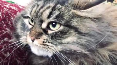 Aç Ağzıyla Kızgın Korkmuş Kediyi Kapat