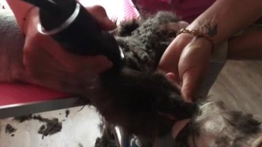 Saç makasıyla veteriner uzmanı kedi kürkünü tıraş ediyor. Çok Uzun Saç Evcil Hayvanın Sağlıklı Yaşamı İçin Bir Sorun Olabilir
