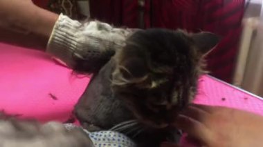 Saç makasıyla veteriner uzmanı kedi kürkünü tıraş ediyor. Çok Uzun Saç Evcil Hayvanın Sağlıklı Yaşamı İçin Bir Sorun Olabilir