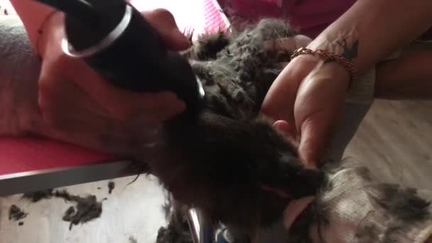 Tierarzt Experte mit Haarschneidemaschine rasiert ein Katzenfell. Zu lange Haare können zum Problem für ein gesundes Leben von Haustieren werden — Stockvideo