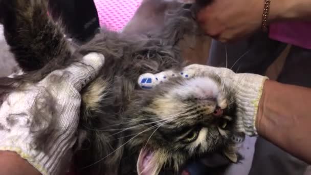 Especialista veterinário com cortador de cabelo raspas uma pele de gato. Cabelo muito longo pode se tornar um problema para a vida saudável do animal de estimação — Vídeo de Stock