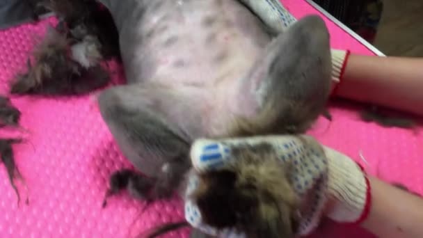 Saç makasıyla veteriner uzmanı kedi kürkünü tıraş ediyor. Çok Uzun Saç Evcil Hayvanın Sağlıklı Yaşamı İçin Bir Sorun Olabilir — Stok video