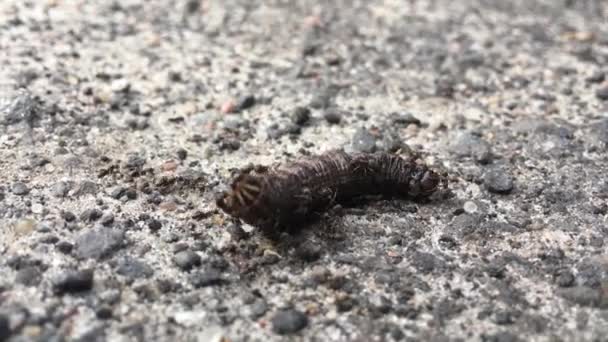 Weißrussland, Schwarze Gartenameisen oder Lasius Niger greifen Raupen an — Stockvideo