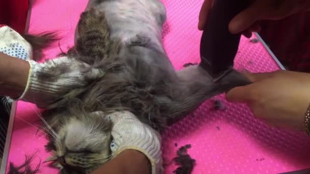 Βετεράνος ειδικός με κουρευτική μηχανή ξυρίζει μια γούνα γάτας. Πάρα πολύ μακριά μαλλιά μπορεί να γίνει ένα πρόβλημα για την υγιή ζωή των ζώων συντροφιάς — Αρχείο Βίντεο