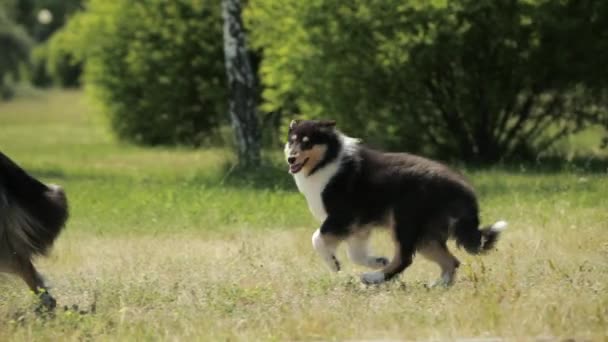 Lustige Erwachsene und Welpen Shetland Schäferhund, Sheltie, Collie läuft draußen im grünen Gras. Sommersonniger Tag. Verspieltes Haustier im Freien. Zeitlupe, Slo-Mo. — Stockvideo
