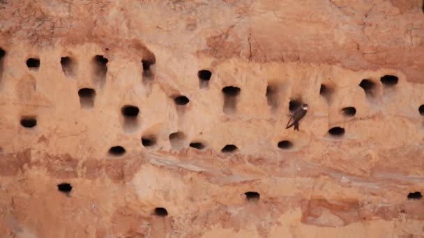 Belarus. Europæisk Sand Martin Aktiv Avlskoloni I nærheden af Burrows I Sand River Coast. Riparia Riparia er en migrerende passerine fugl i svalefamilien . – Stock-video