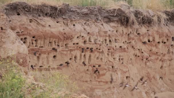 Beyaz Rusya. Avrupa Kum Martin Aktif Üreme Kolonisi Sand River Sahili 'nde Burrows yakınlarında. Riparia Riparia Kırlangıç ailesinde göçmen bir kuş.. — Stok video