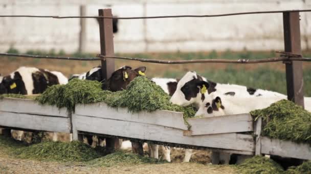 若い子牛は農場で緑の食べ物を食べる — ストック動画