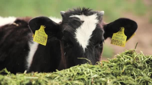若い子牛は農場で緑の食べ物を食べる — ストック動画