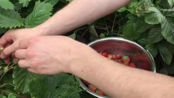 庭で収穫時に金属ボウルに熟したイチゴを摘む男.フルーツガーデンのストロベリー。新鮮な赤いイチゴで満たされたボウル — ストック動画