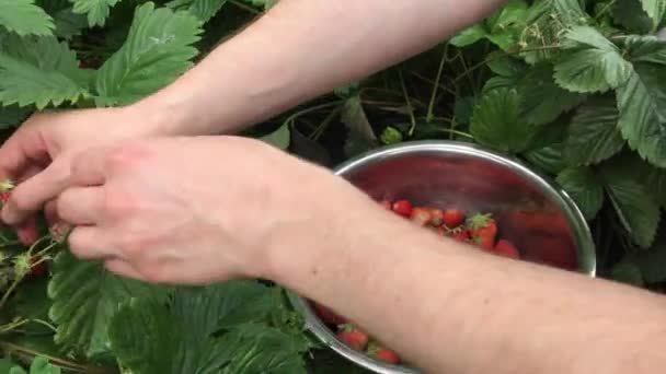 Mannen plockar mogna jordgubbar i metallskål under skördetiden i trädgården. Jordgubbar i fruktträdgården. Skål fylld med färska röda jordgubbar — Stockvideo