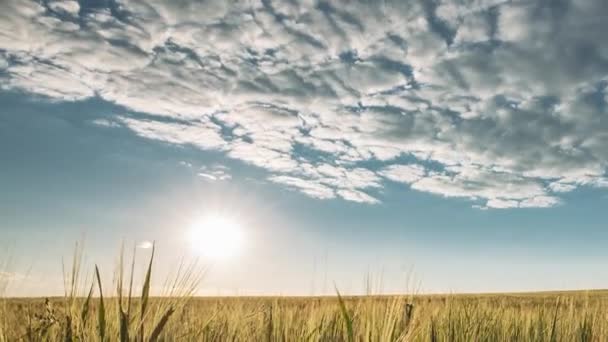 若い緑の麦畑の農業風景の上に輝く夏の太陽 タイムラプス タイムラプス タイムラプス — ストック動画