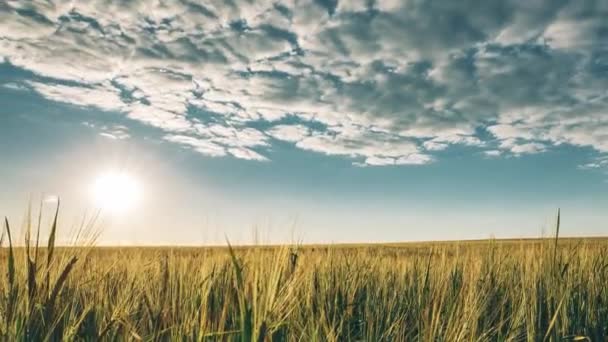 Летнее солнце, сияющее над сельскохозяйственным ландшафтом молодой зеленой пшеницы. Временные рамки, временные рамки, временные рамки — стоковое видео