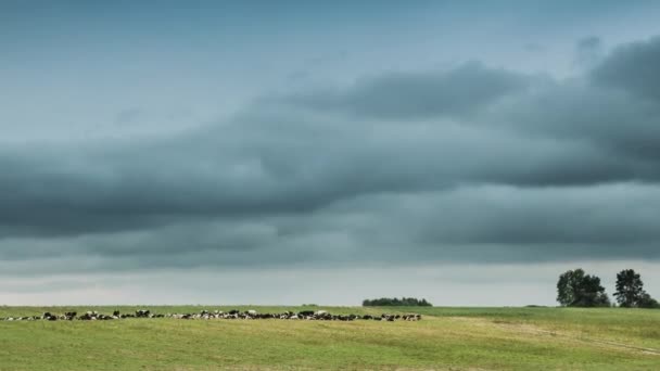 Zeitraffer der sommerlichen ländlichen Wiesenlandschaft unter malerischem Himmel. Herde von Kühen, die an einem regnerischen Abend auf der grünen Weide grasen. Zeitraffer, Zeitraffer Rinderzucht — Stockvideo