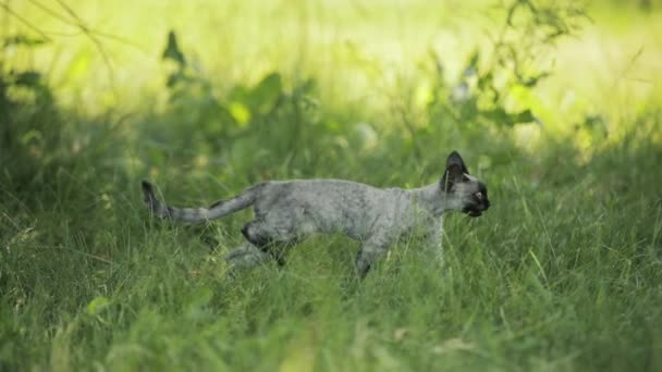 Divertido joven gris Devon Rex gatito en verde hierba. Gato de pelo corto de raza inglesa. Moción lenta, Slo-Mo — Vídeos de Stock