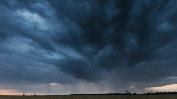 Летний вечер дождливого заката над пшеничным полем. Сценическое драматическое небо с облаками дождя. Концепция прогноза погоды и сельского хозяйства — стоковое видео