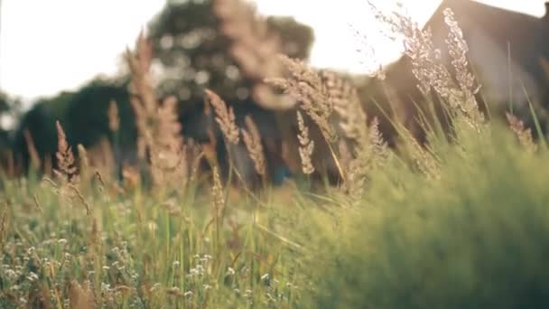 Herbe verte d'été dans la lumière du soleil — Video