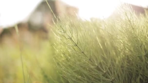 Zomer groen gras in het zonlicht — Stockvideo