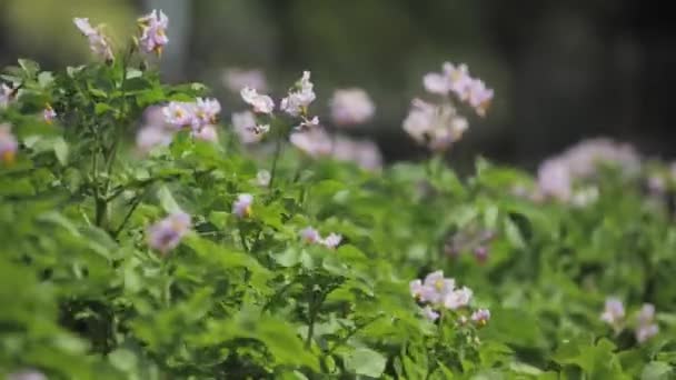 夏にプランテーションで成長したジャガイモ工場またはソラナム・トゥーロサムの緑の垂直芽を開花させる — ストック動画