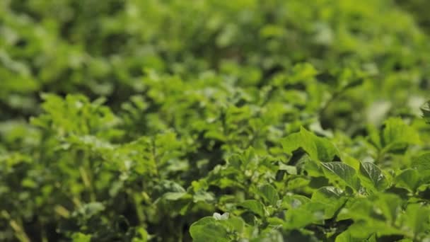 Groene lente spruiten van aardappelplanten groeien op plantage in de zomer — Stockvideo